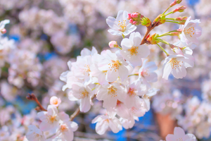 cherry blossoms in the blue sky